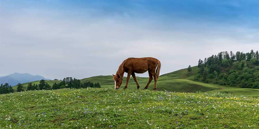 Dayara Bugyal Trek