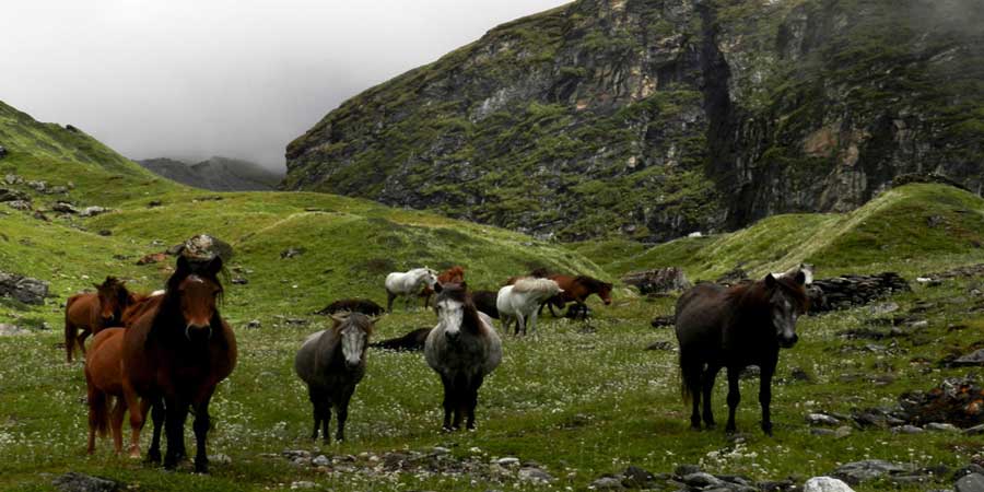 Pindari Glacier Trek Trek