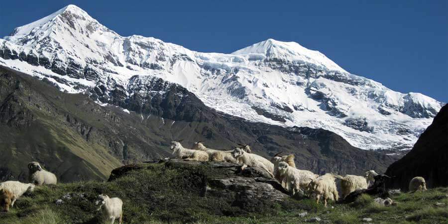 Pindari Glacier Trek Trek